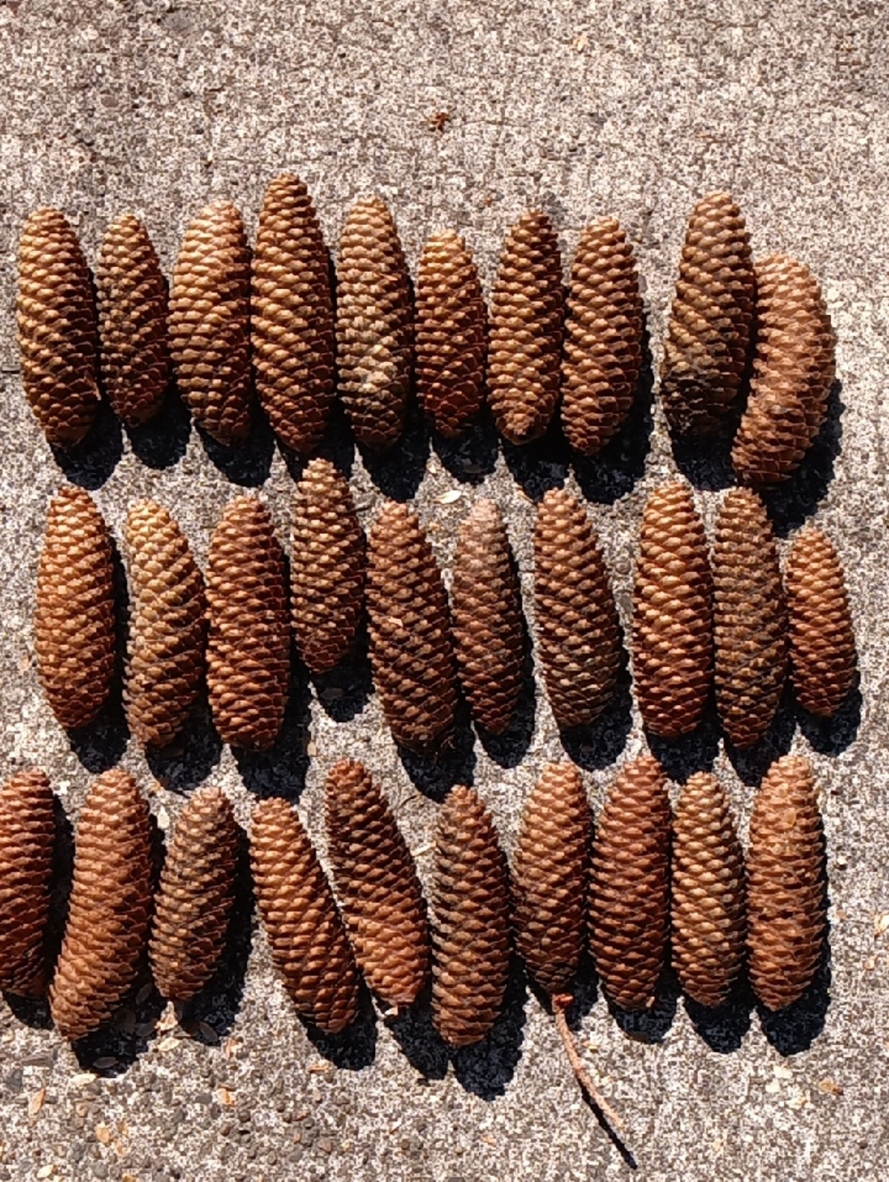 Pinecones for Crafting & Home Decor - 30 Count